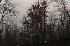091129pb_monza_rally_13